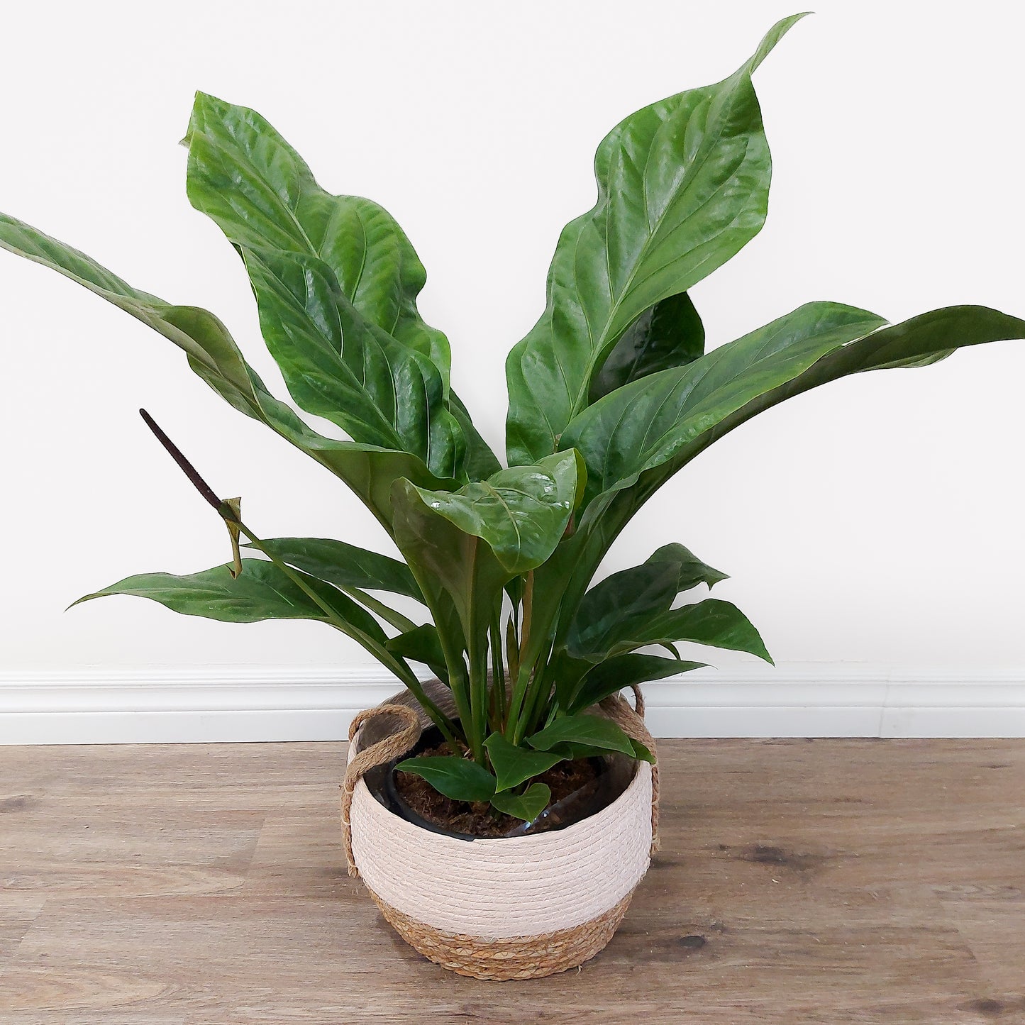 Large plant in basket