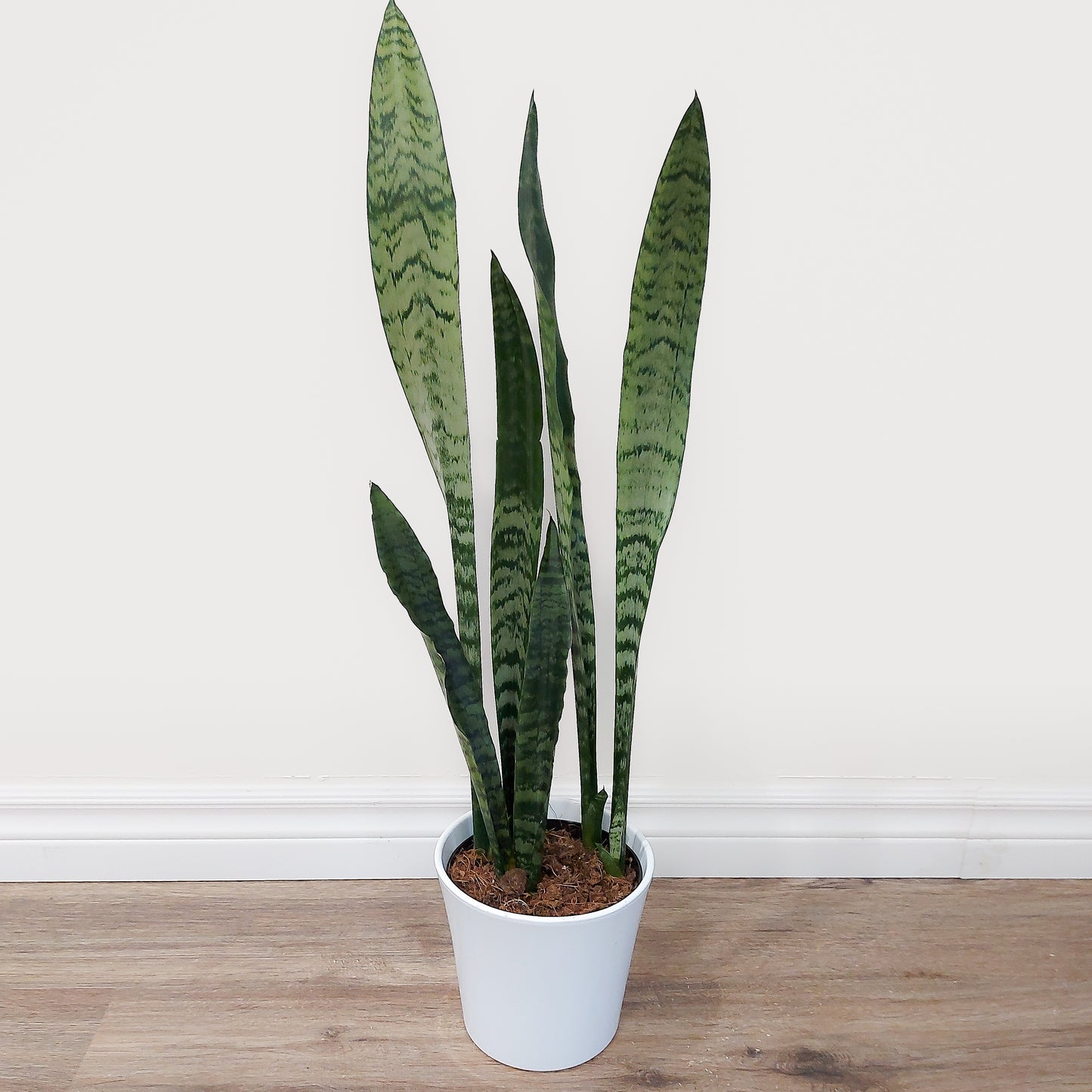Snake plant white ceramic
