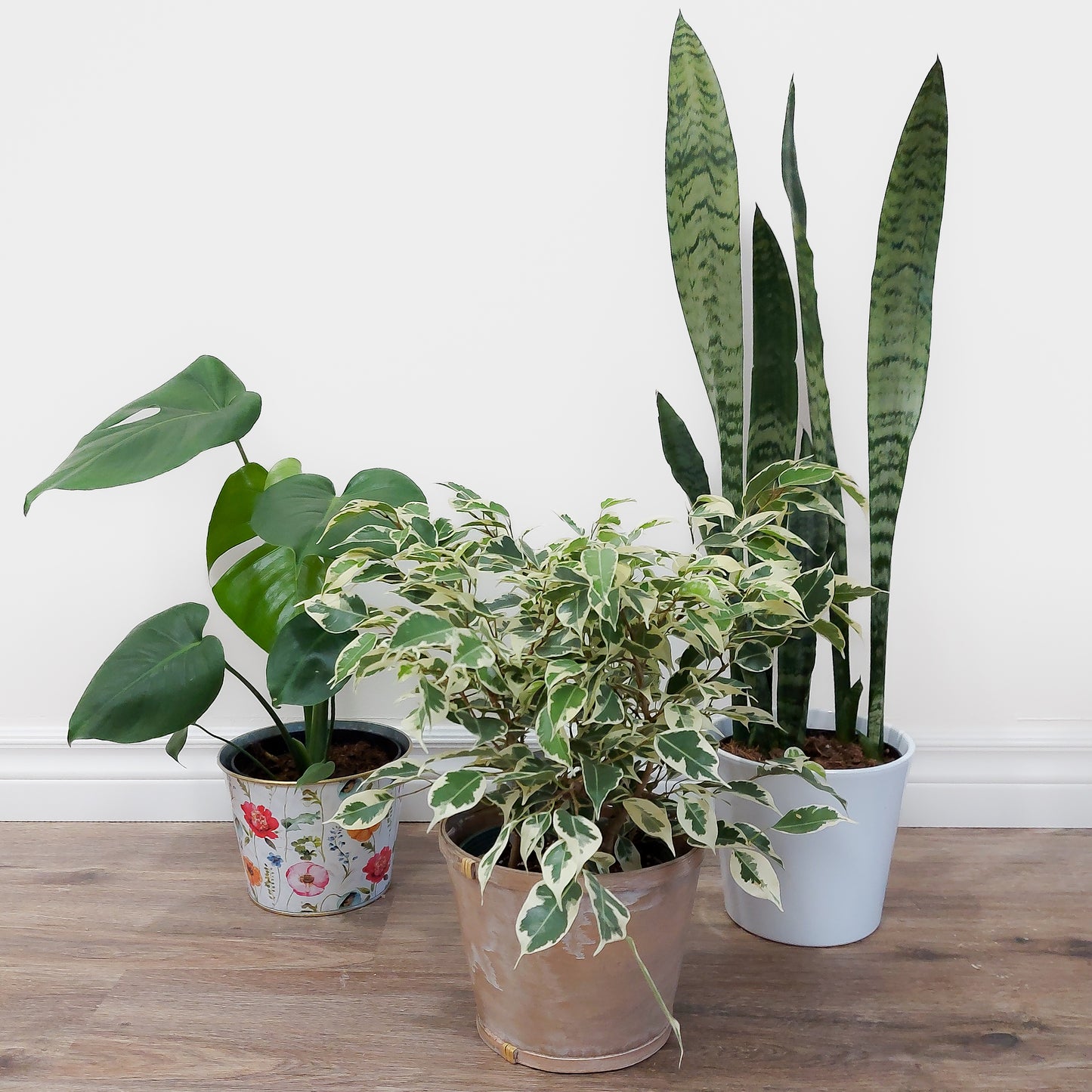 3 house plants