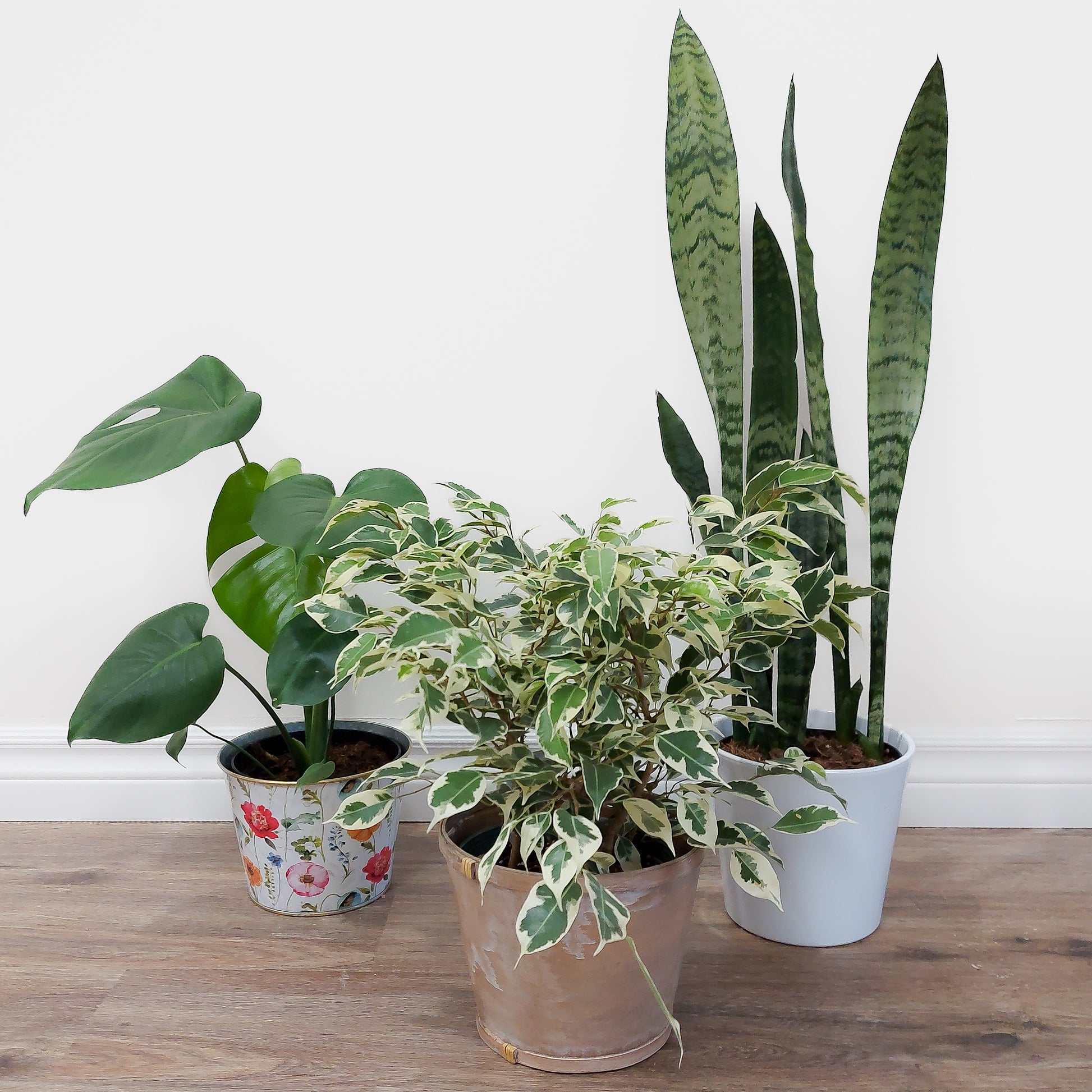 3 house plants