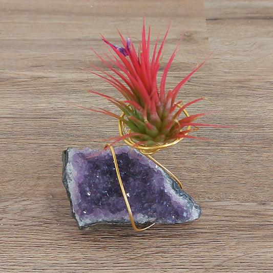 Air plant cluster crystal
