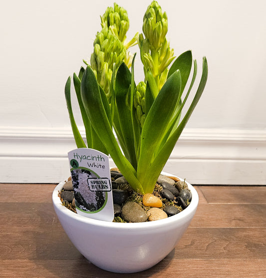 Bulb Planter