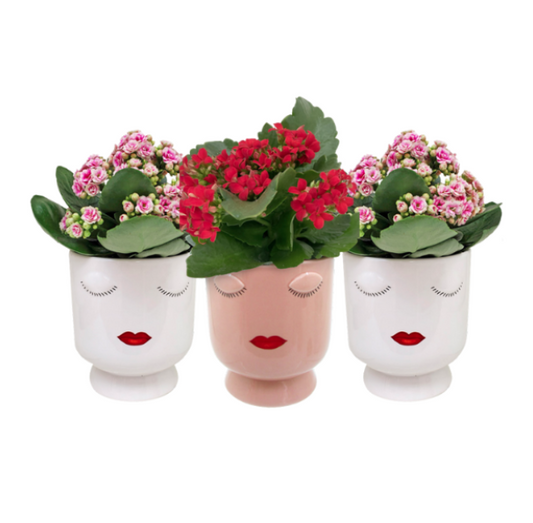 Three face-shaped planters with flowers on a white background
