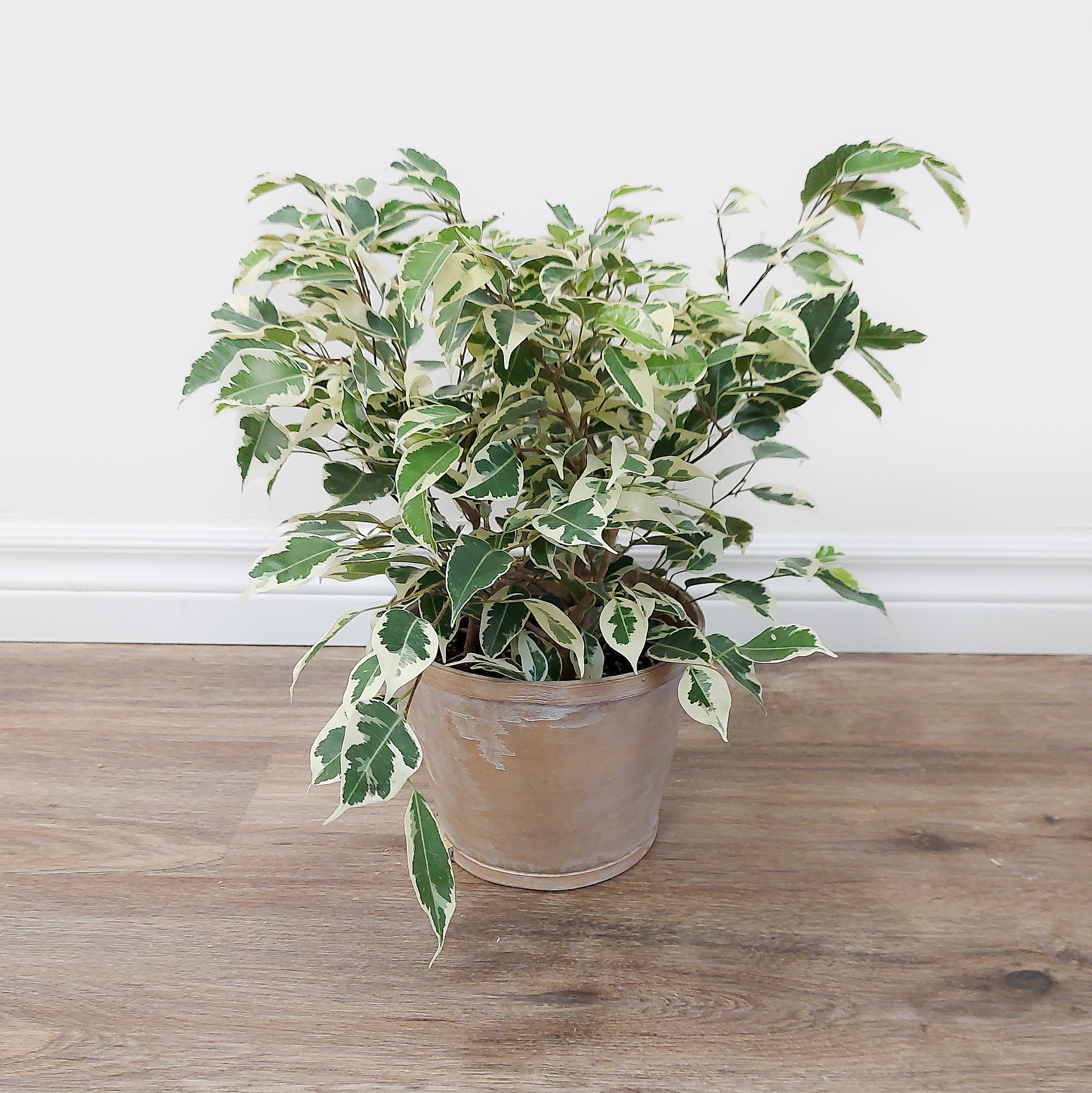 Ficus 