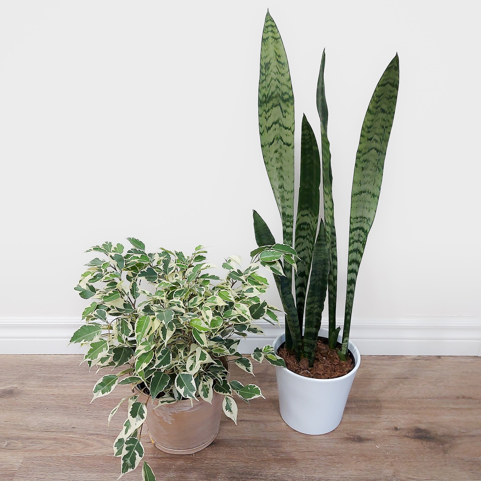 Medium plant