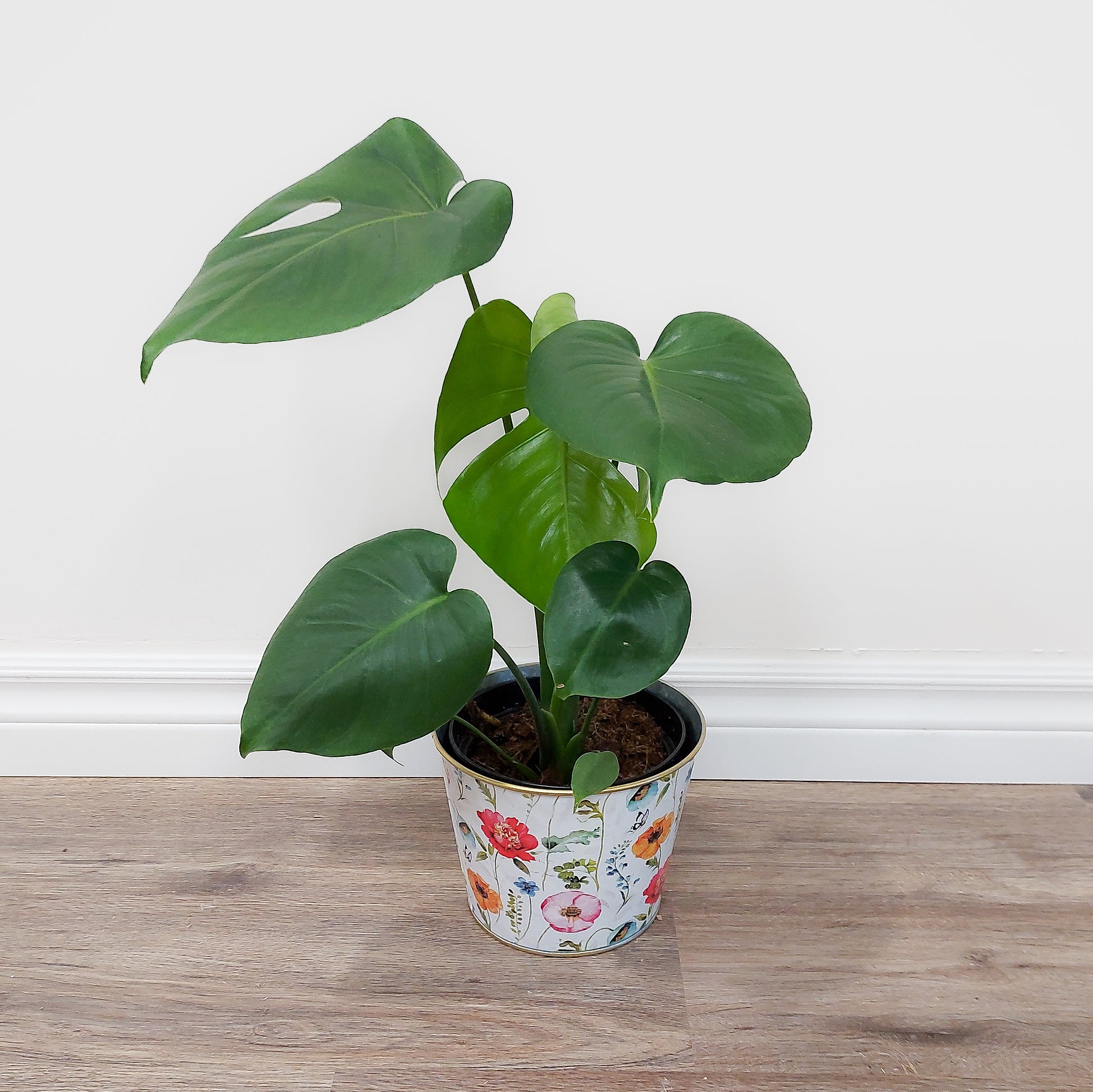 Monstera