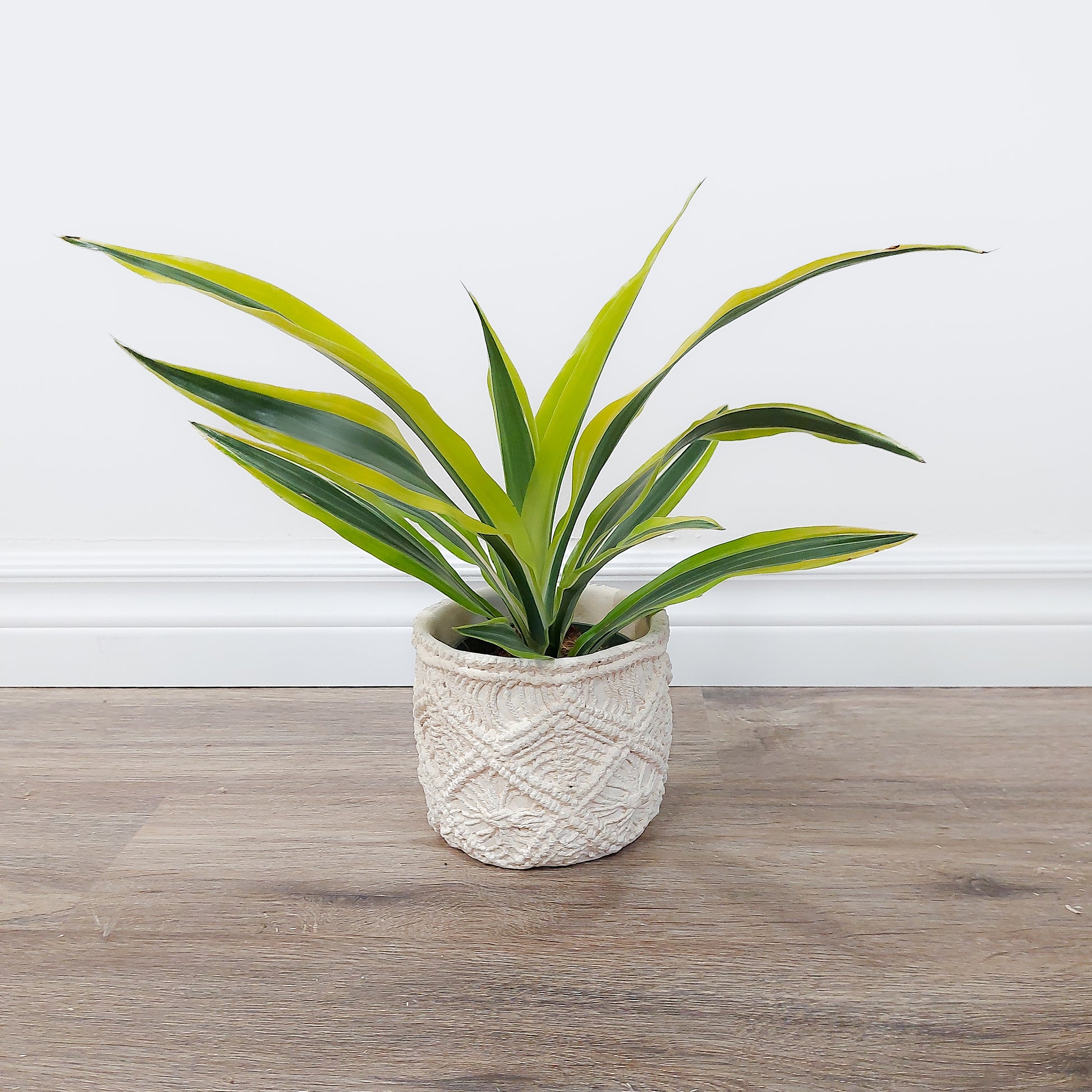 Small spider plant