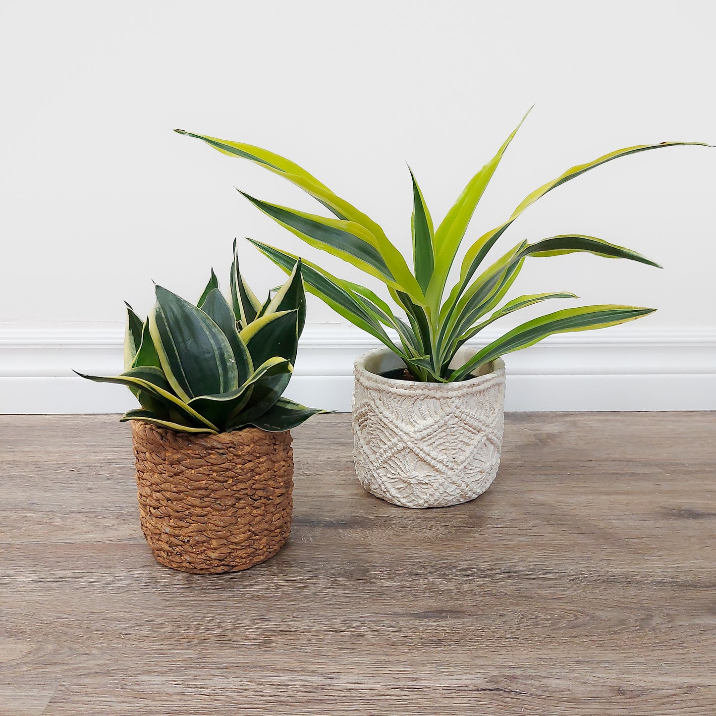 Small plants