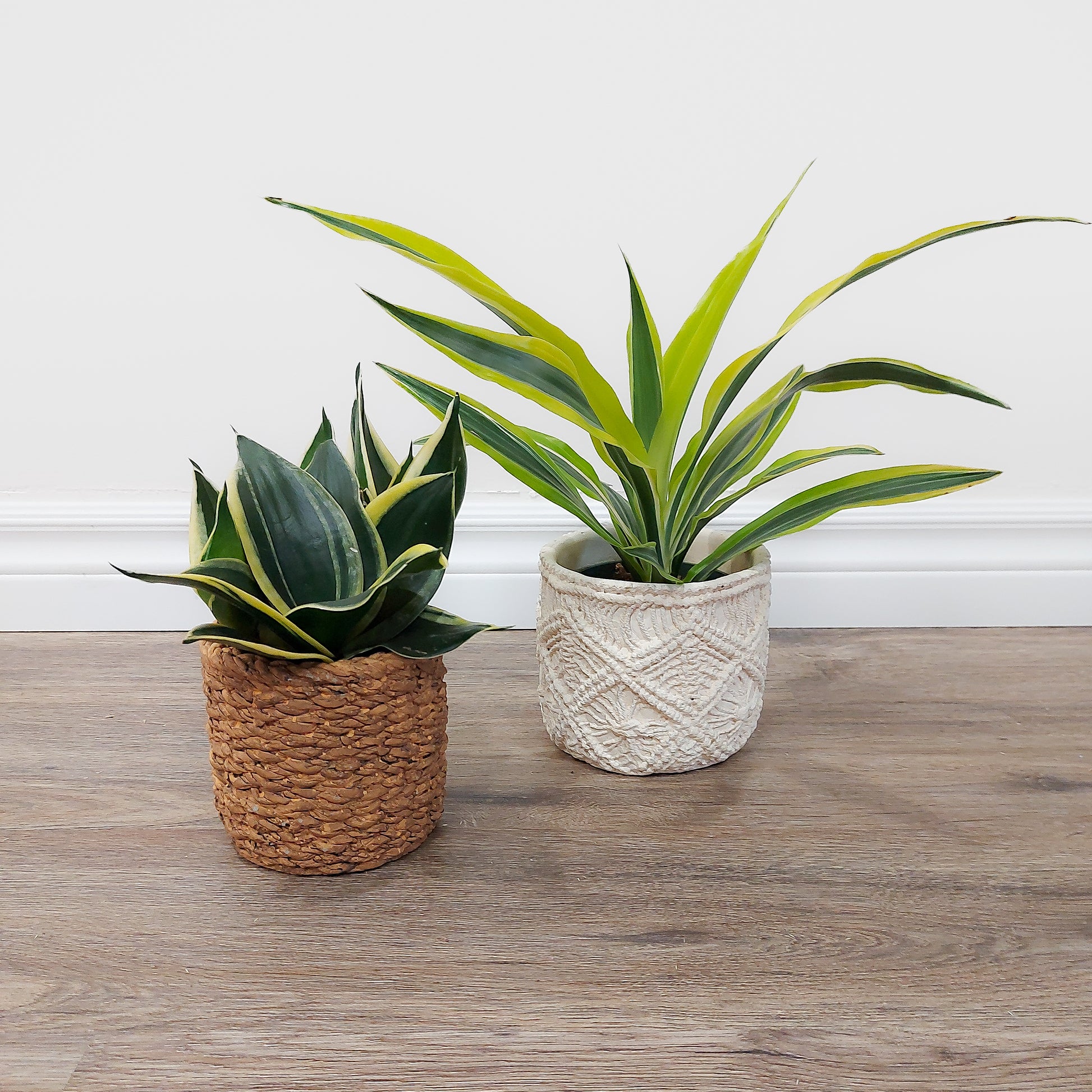 Small plants