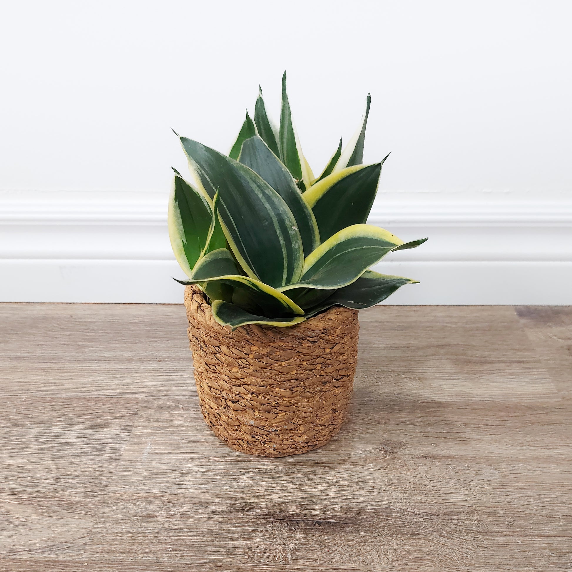 House plant
