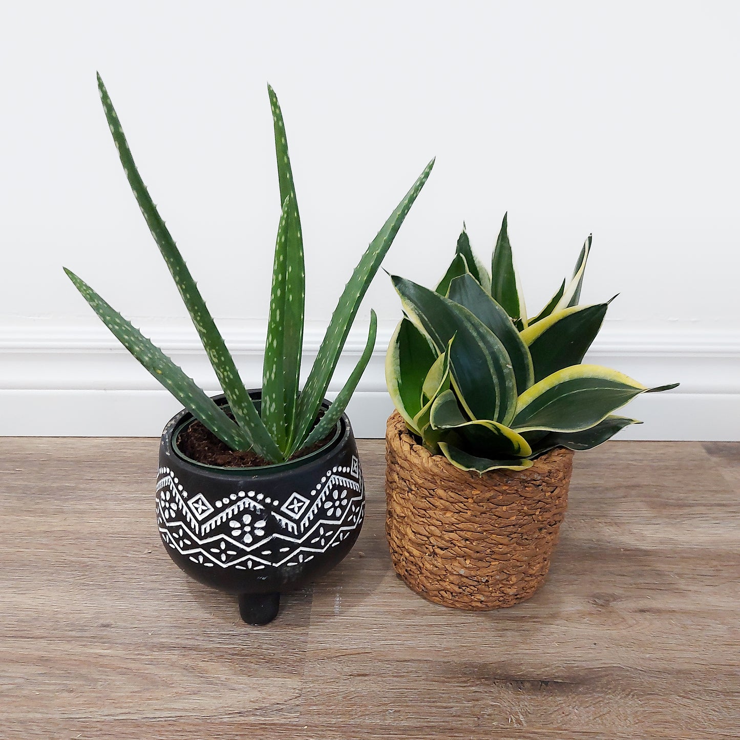 Small potted plants
