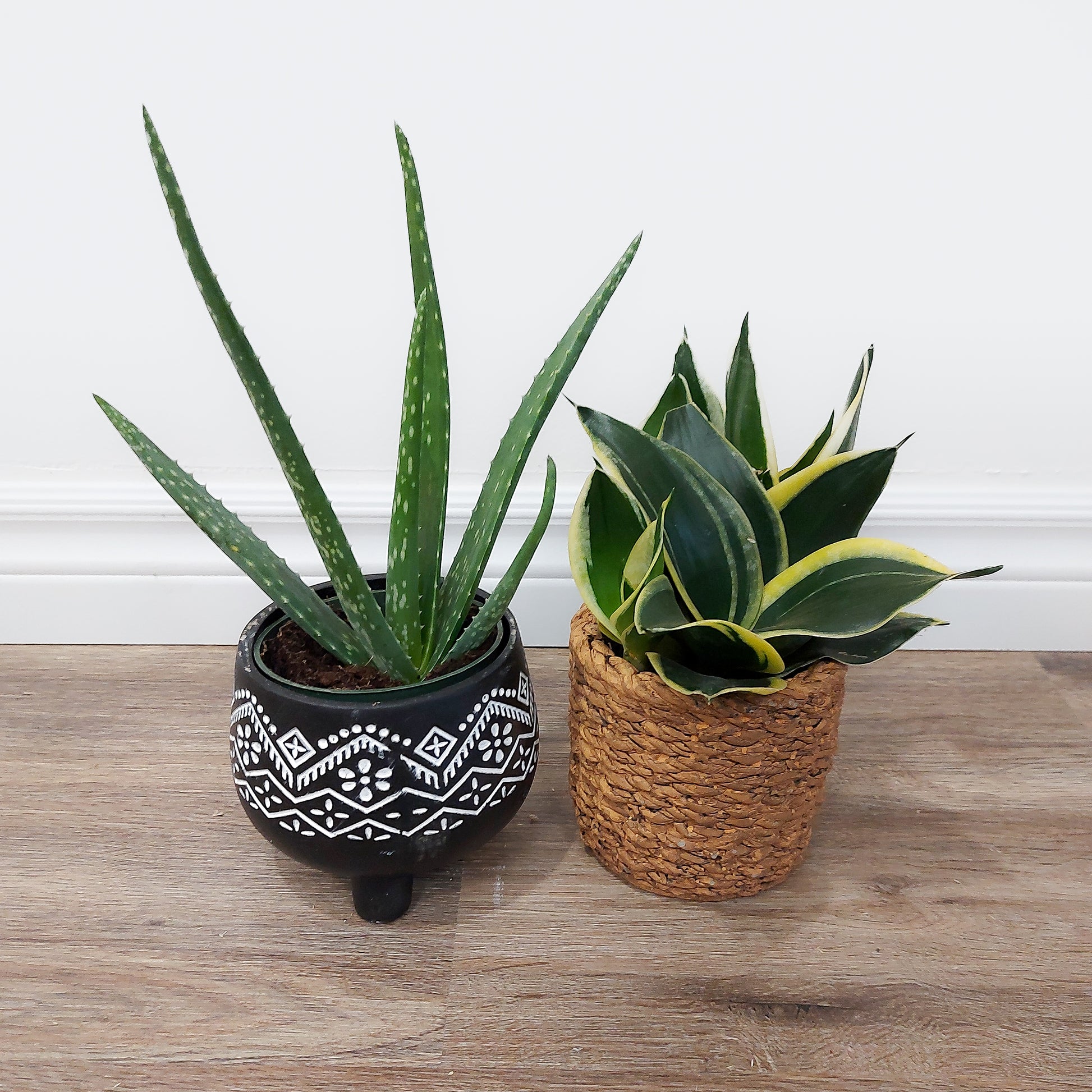 Small potted plants