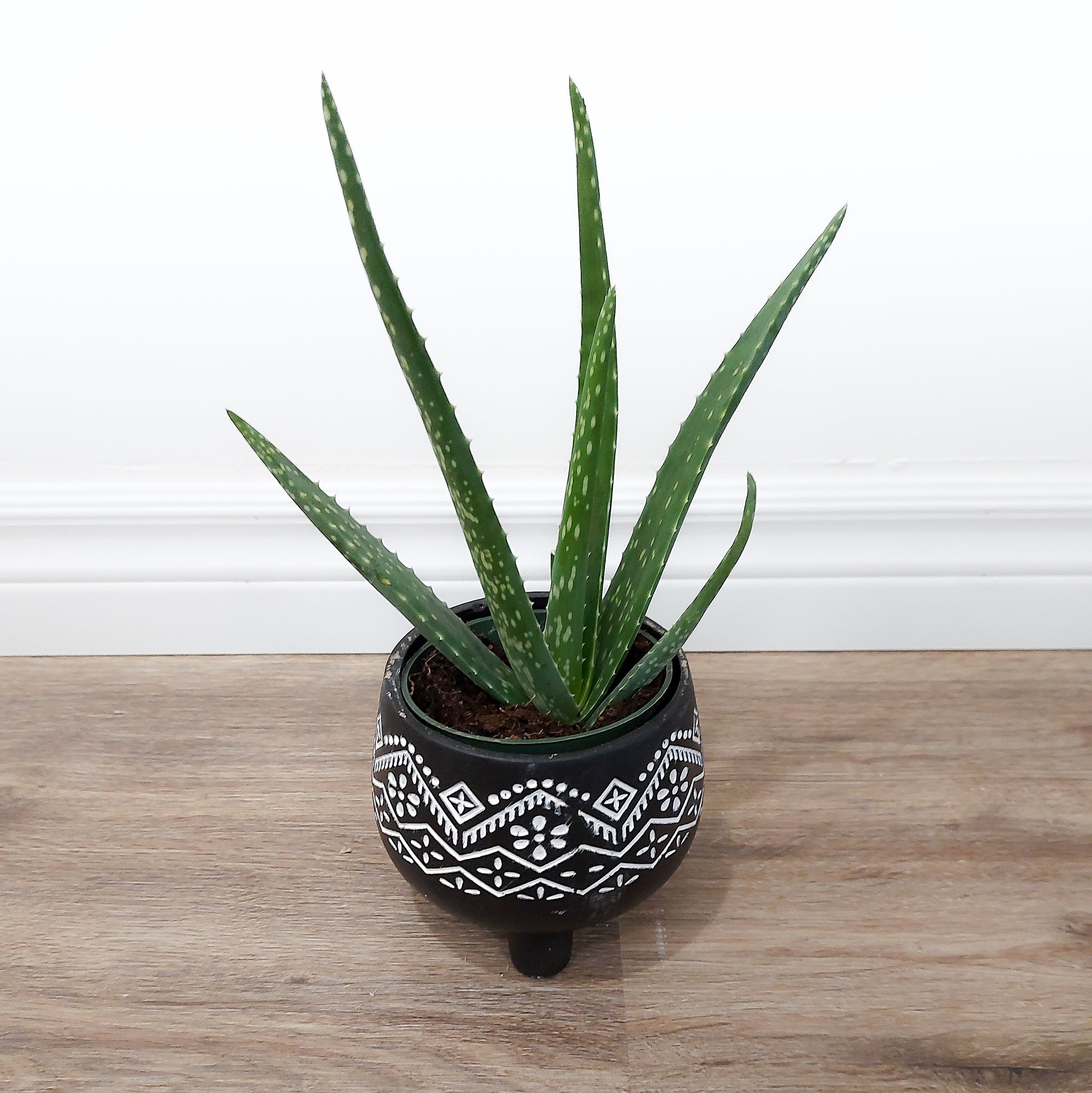 Aloe plant