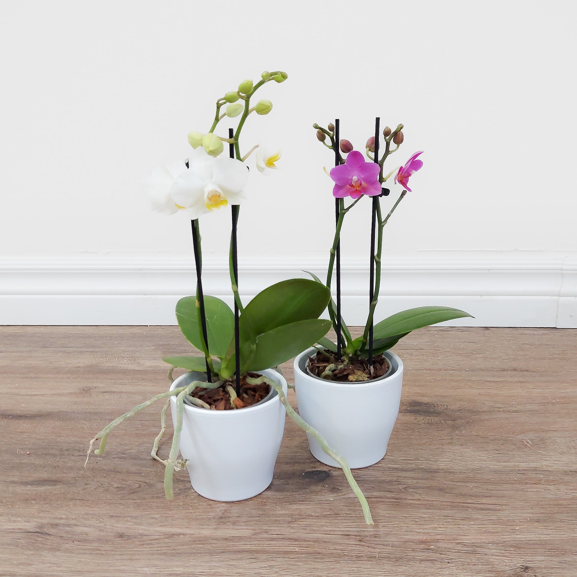 Small orchids