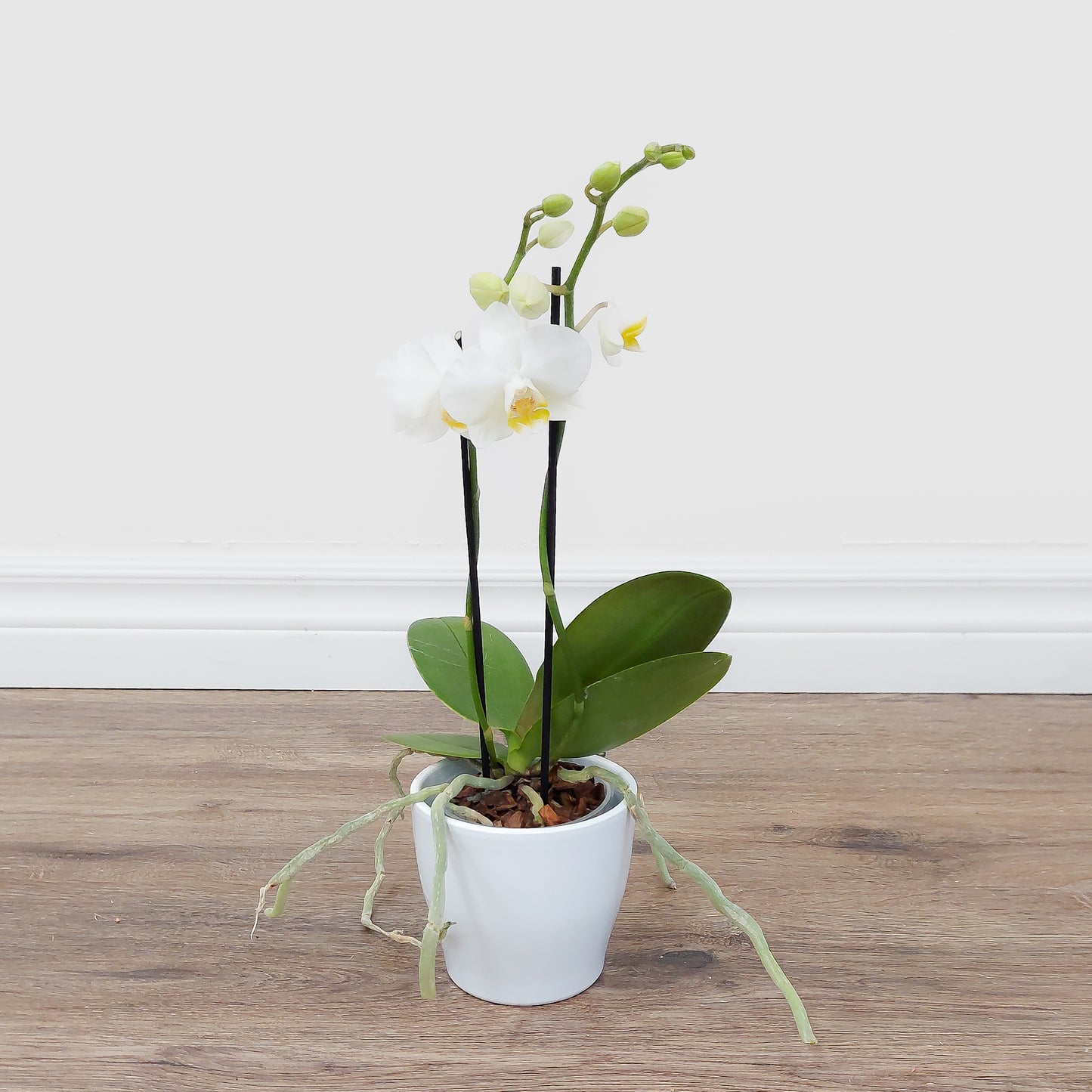 Small orchid white
