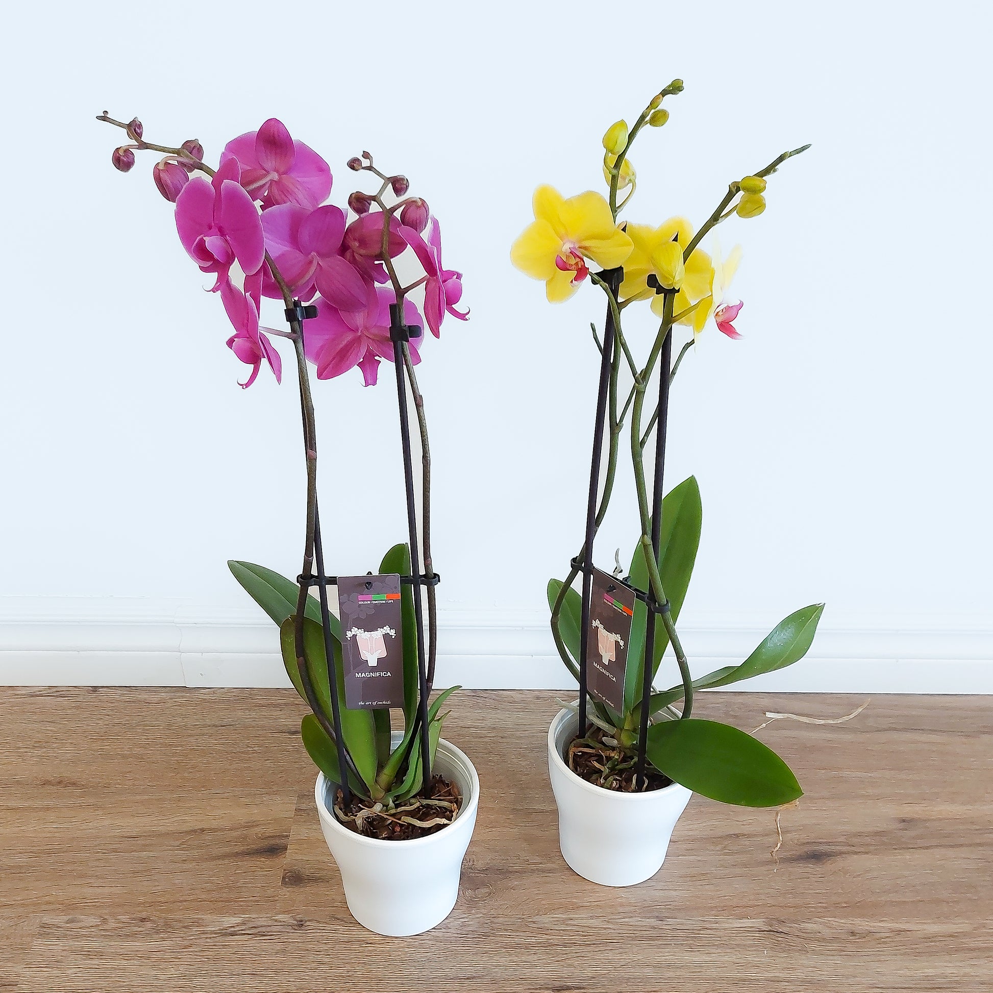 Orchid plants