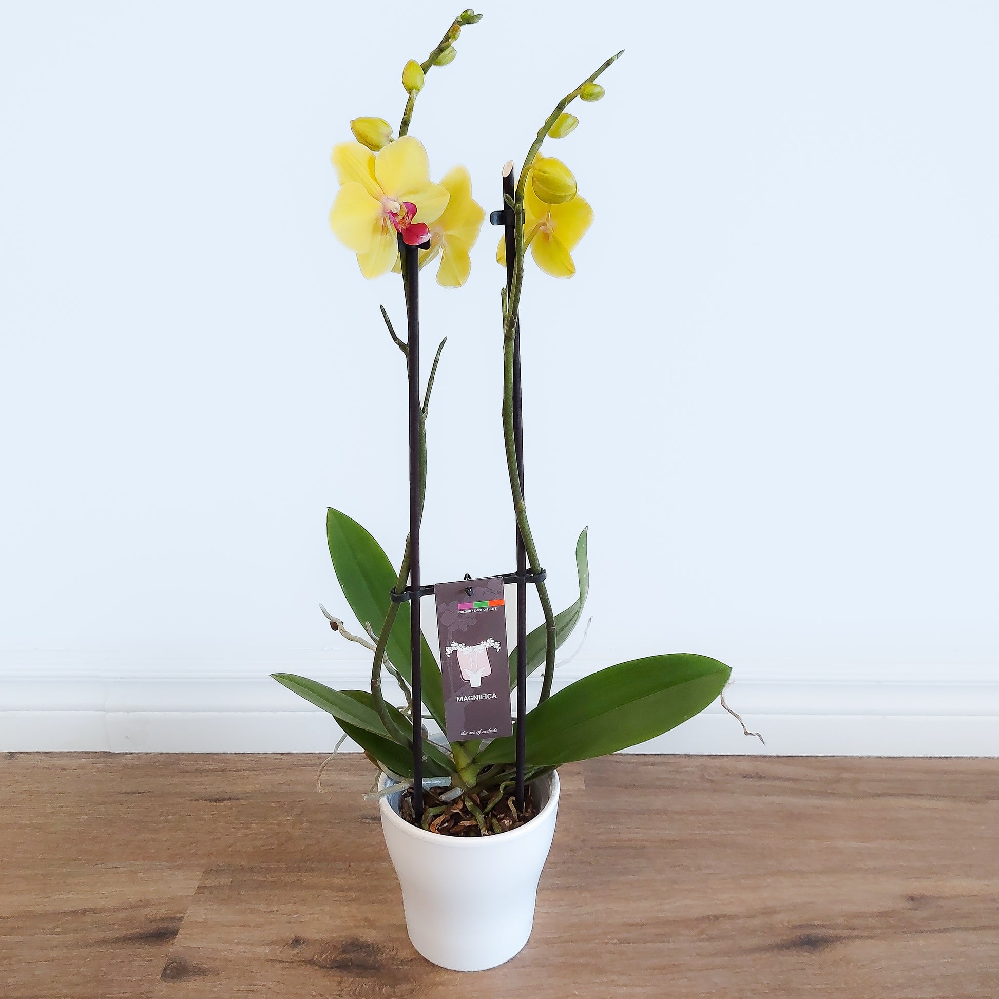 Orchid